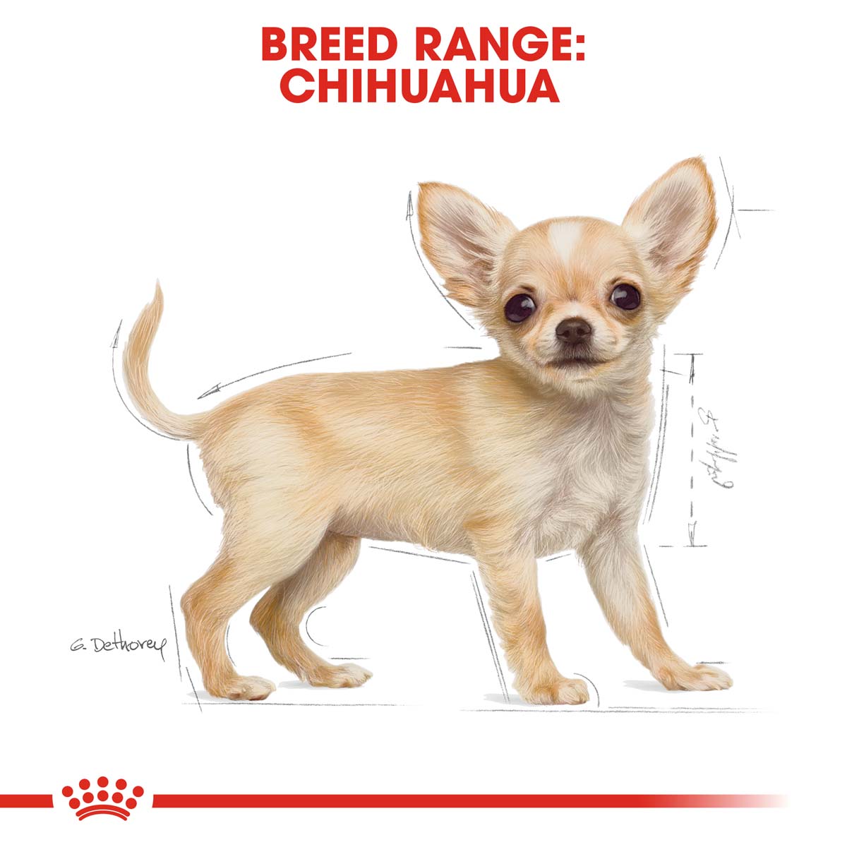 ROYAL CANIN Chihuahua Puppy Welpenfutter trocken bei ZooRoyal