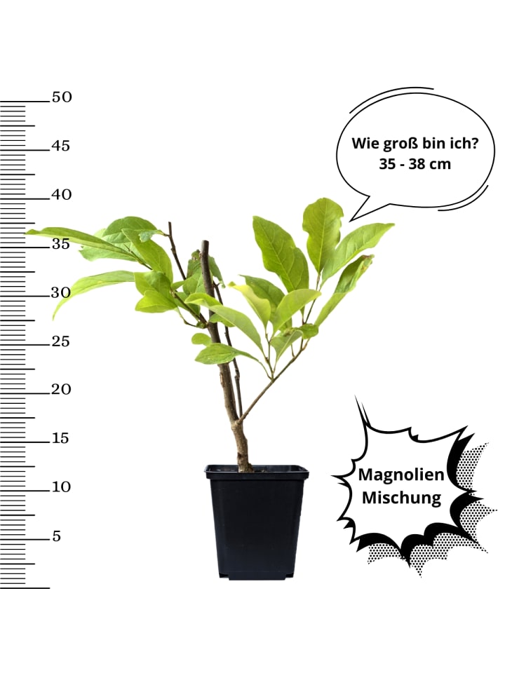 OH2 3er-Set: Magnolien in Bunt günstig kaufen onesize