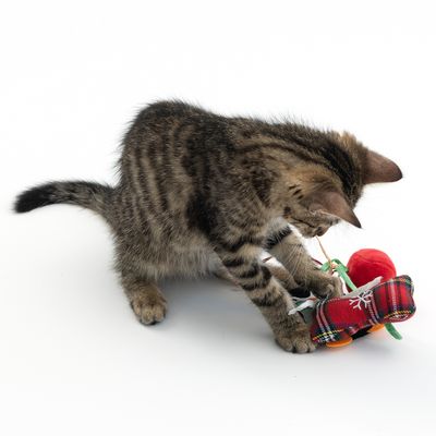 TIAKI Katzenspielzeug-Set Pinguin
