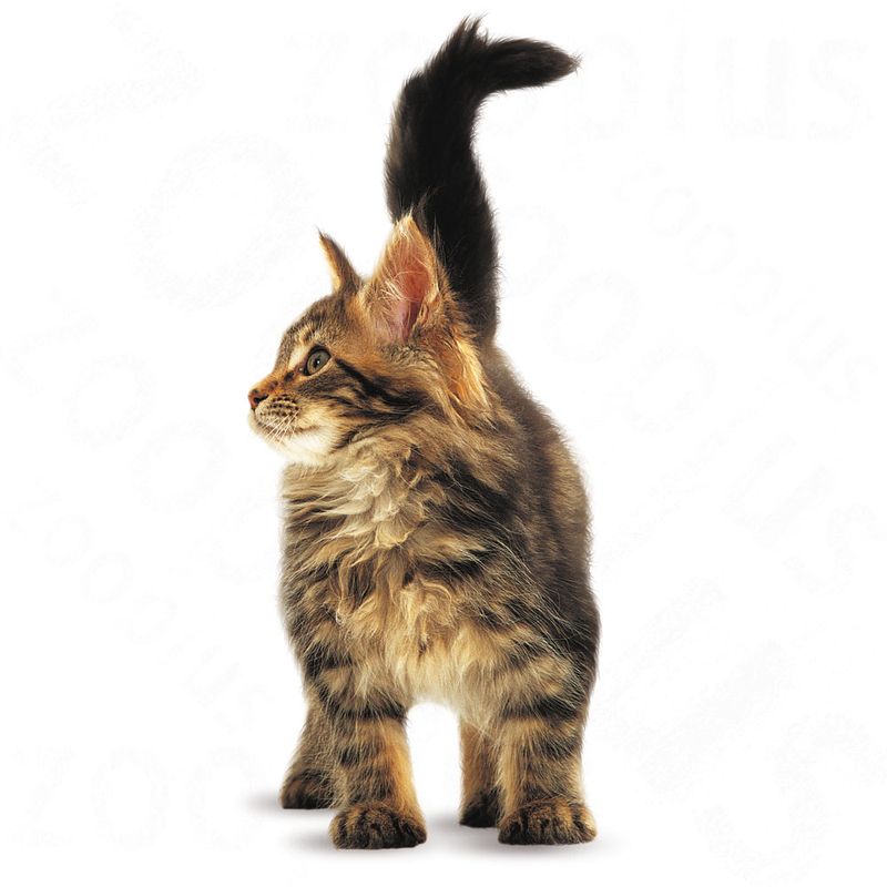 Royal Canin Maine Coon Kitten zu TOP-Preisen