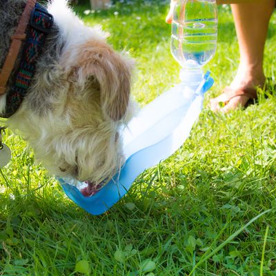 Trinkflasche mit Wasserspender