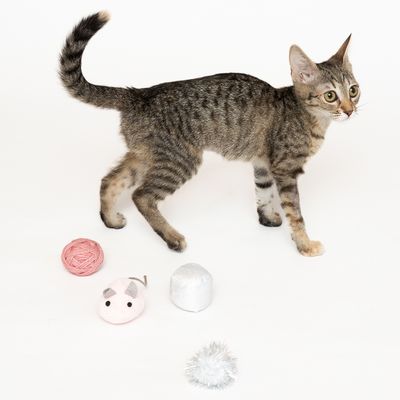 Katzenspielzeugset 4-teilig