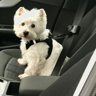 Dogsto Hunde Sicherheitsgurt