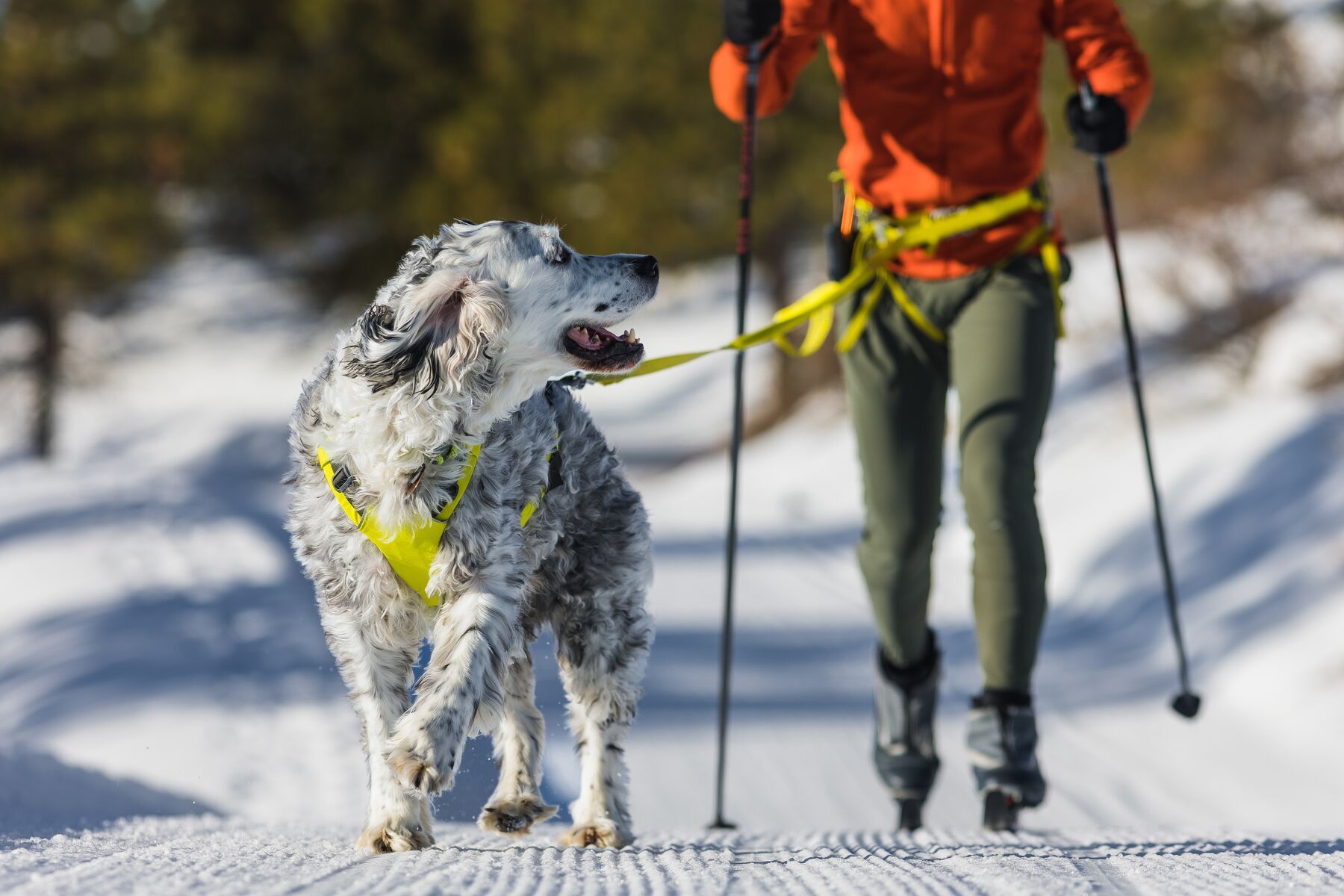 Ruffwear Hundegeschirre Ruffwear Hundejöringsystem Omnijore™ S