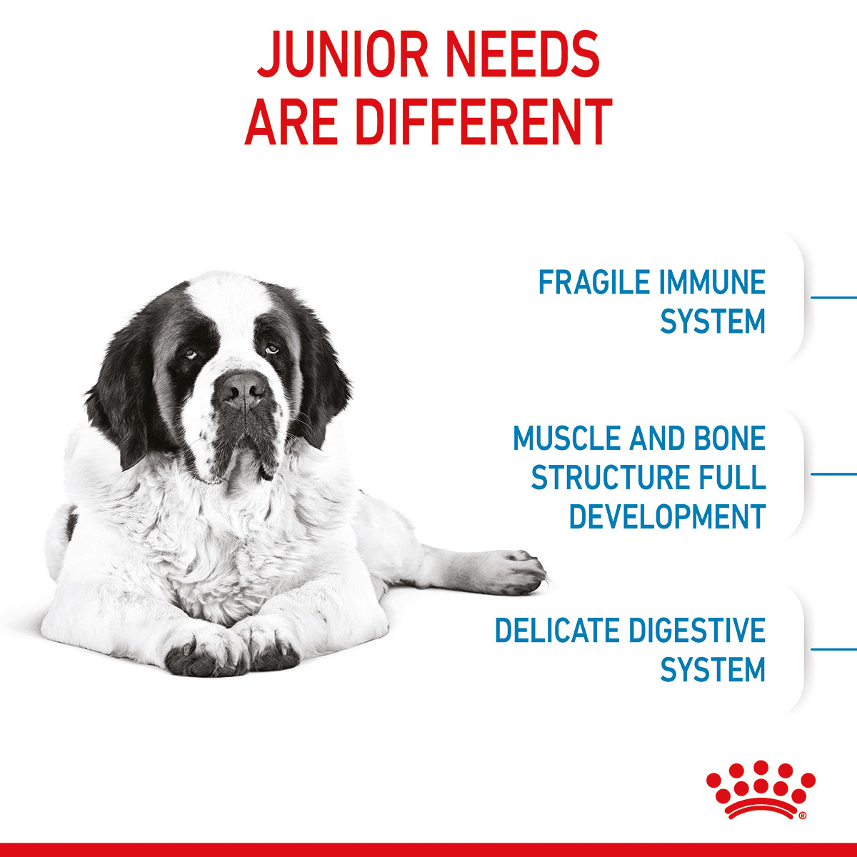 ROYAL CANIN GIANT Junior Welpenfutter trocken für sehr große Hunde