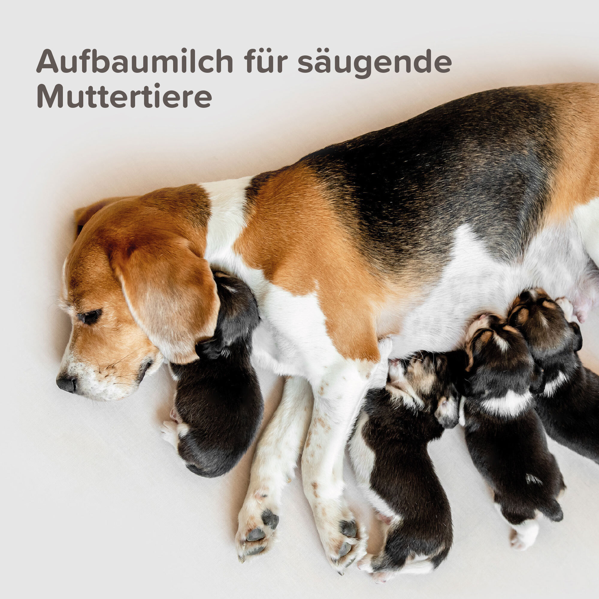 Beaphar Ergänzungsfutter & Aufzucht Beaphar Lactol Aufzucht-Milch 500 g