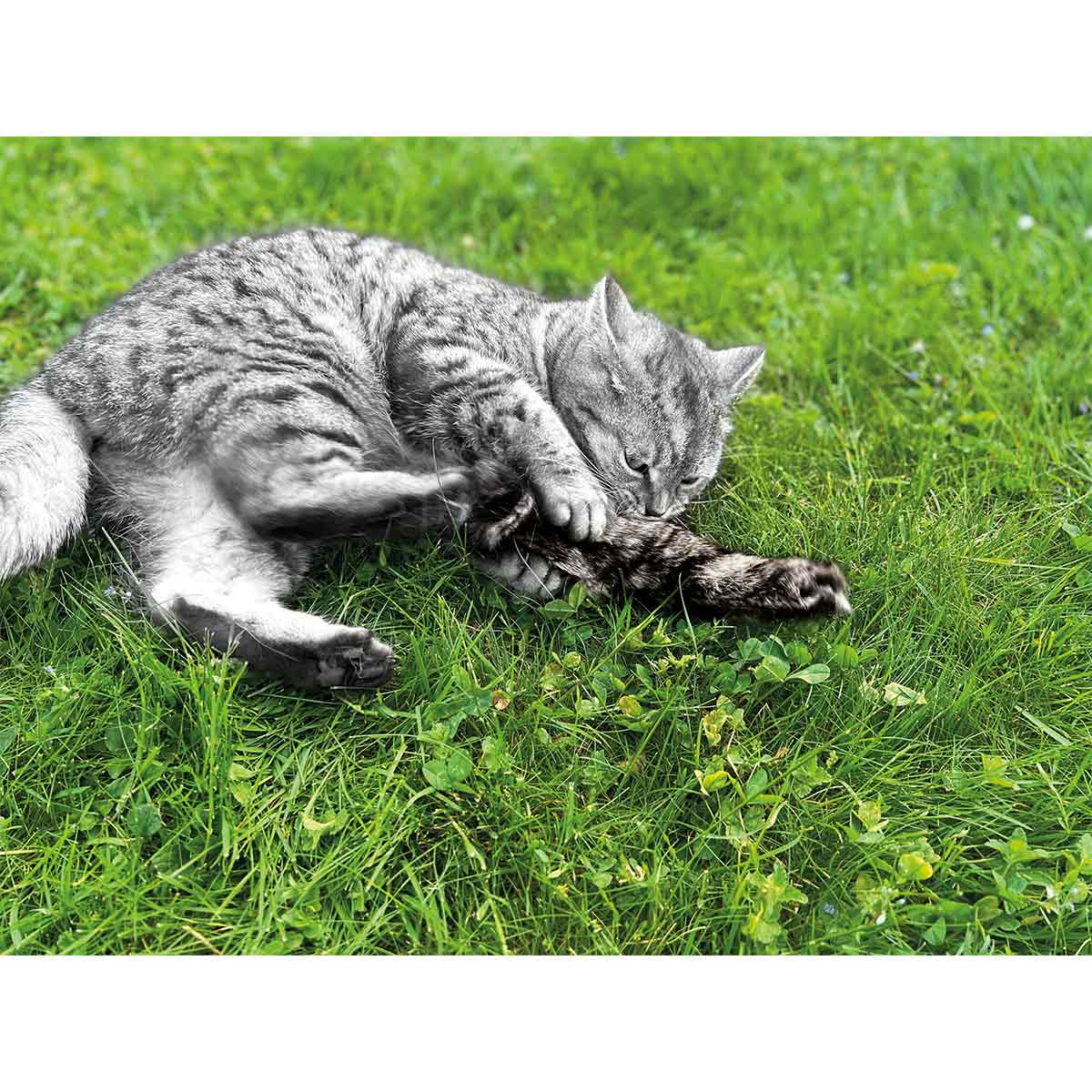 Aumüller Katzenspielkissen Zappel - Frettchen Speedy