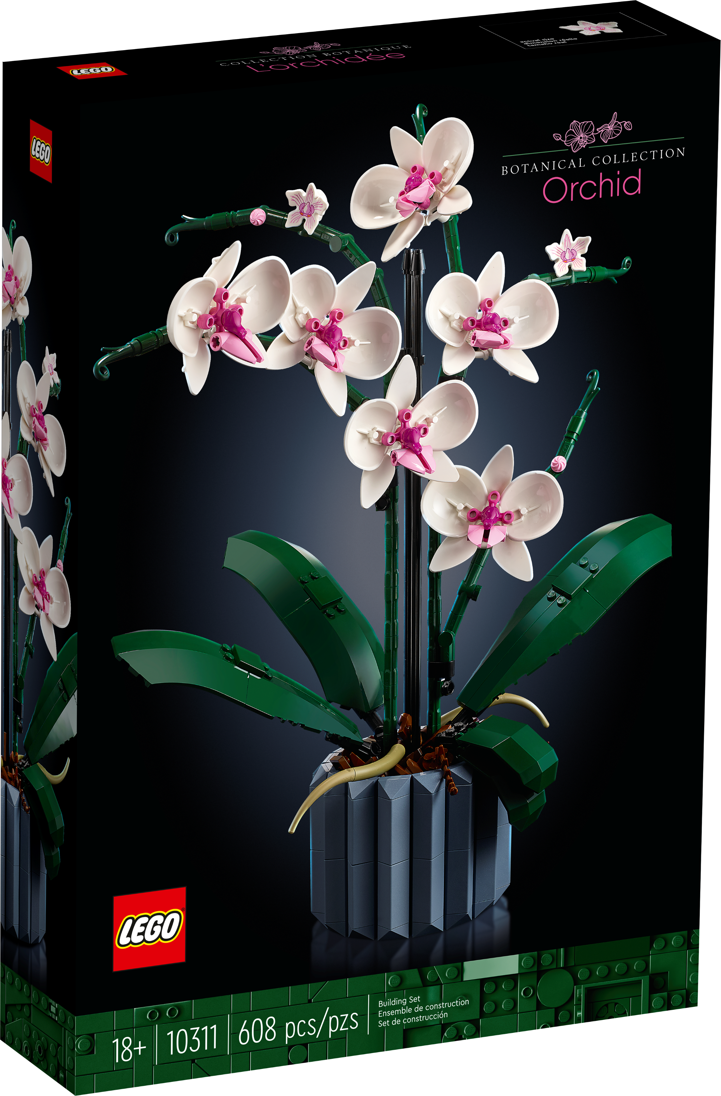 Orchidee 10311