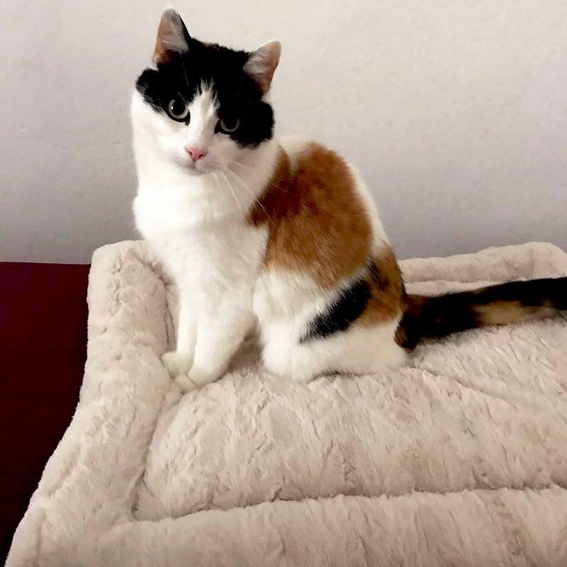 Hundekissen Self Heating Bed zu TOP-Preisen