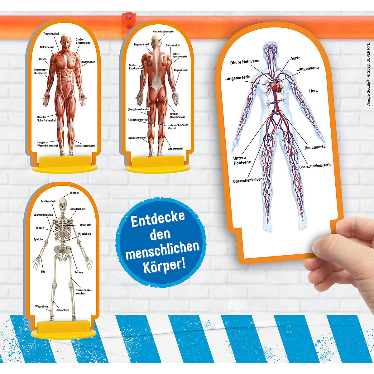 Woozle Goozle Menschlicher Körper - deine ersten Erfahrungen mit der Anatomie