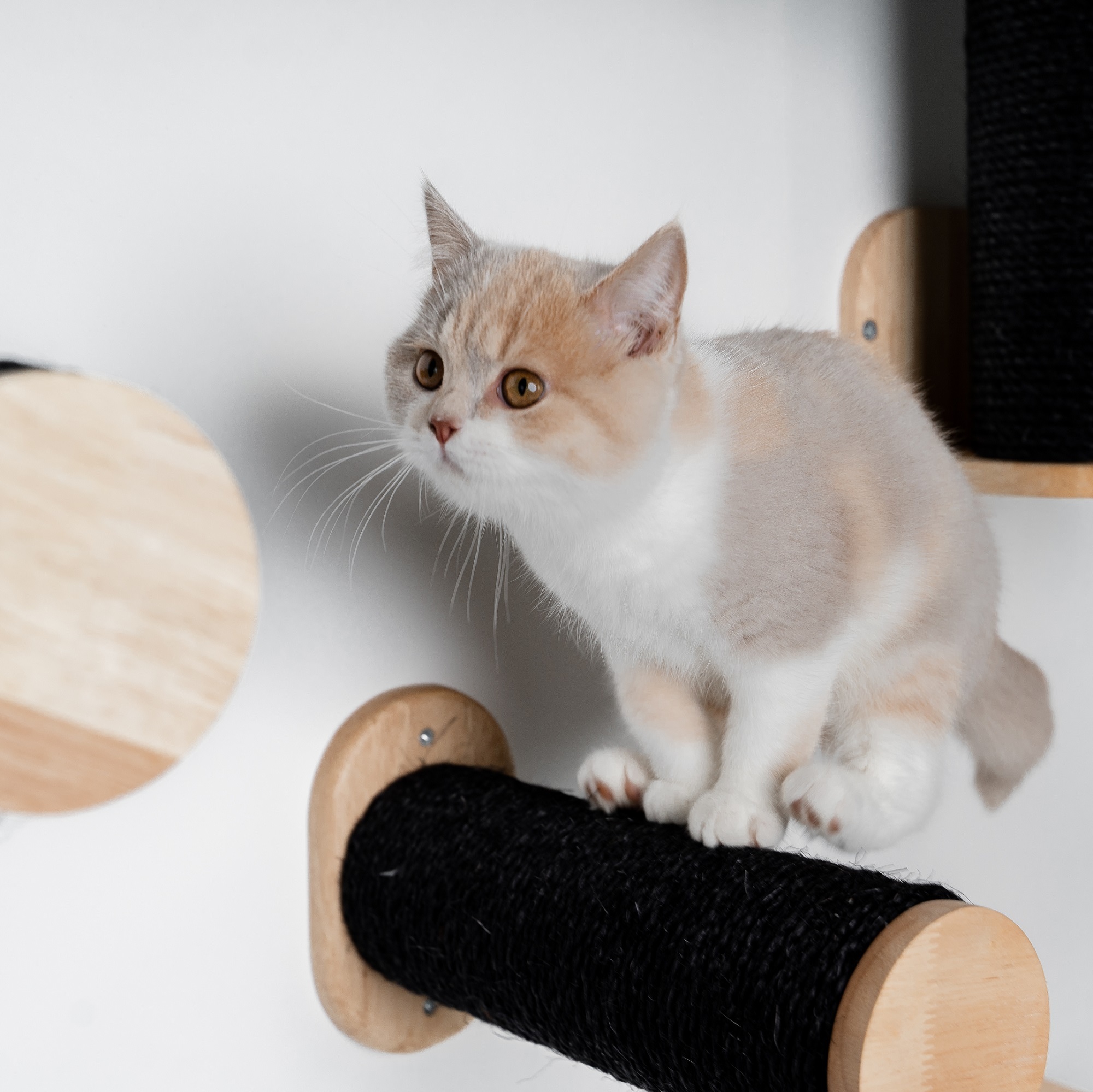 RHR Quality weiteres Katzenspielzeug RHR Quality RHRWandmöbel Wand Sisalstämmen Set schwarz