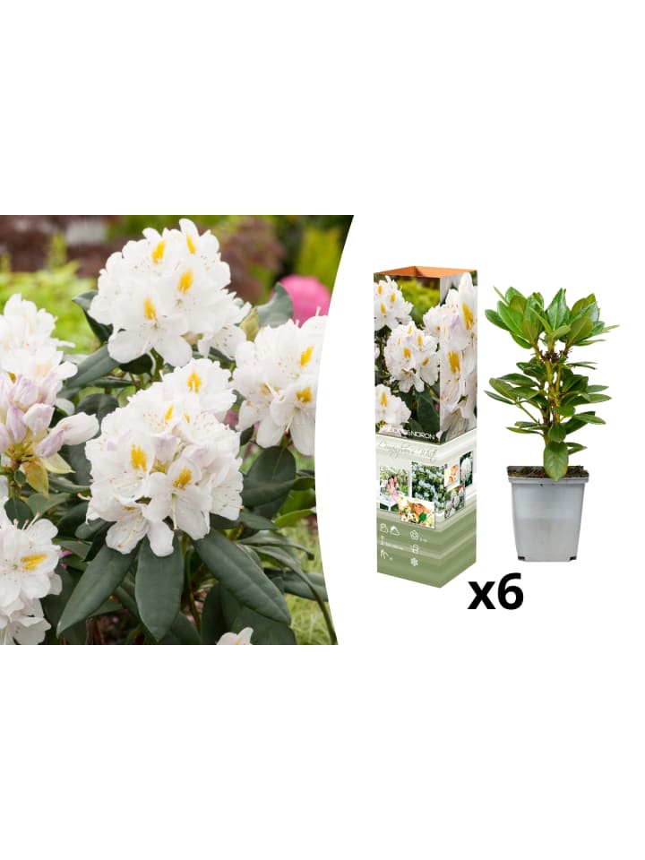 OH2 6er-Set: Rhododendron 'Cunningham's in Weiß günstig kaufen onesize