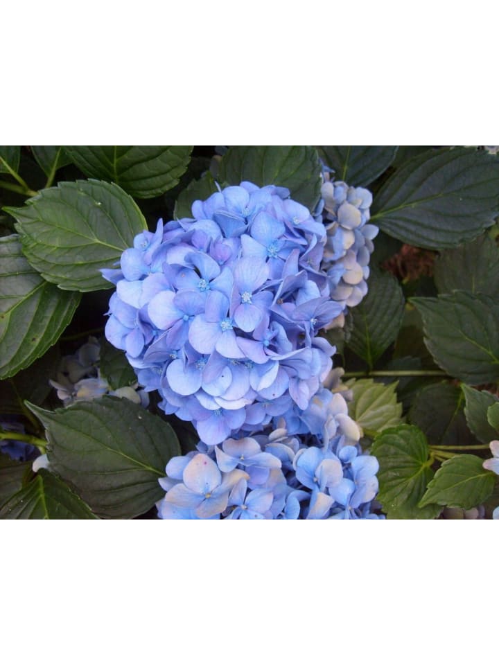 OH2 6er-Set Macrophylla Hortensien in Blau günstig kaufen onesize