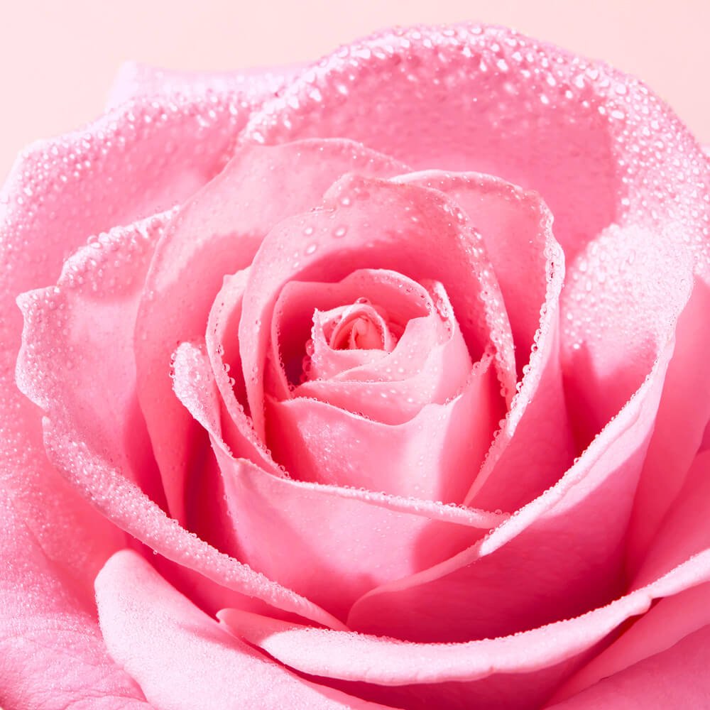 NUXE Very Rose Lotion für das Gesicht