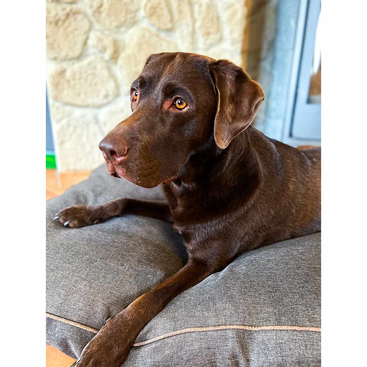 Aumüller Hundebett Basic Line Braun günstig kaufen bei ZooRoyal