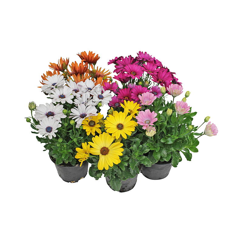 Spansk margeritt P12 Osteospermum