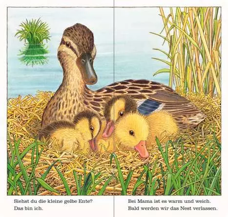 Ich bin die kleine Ente