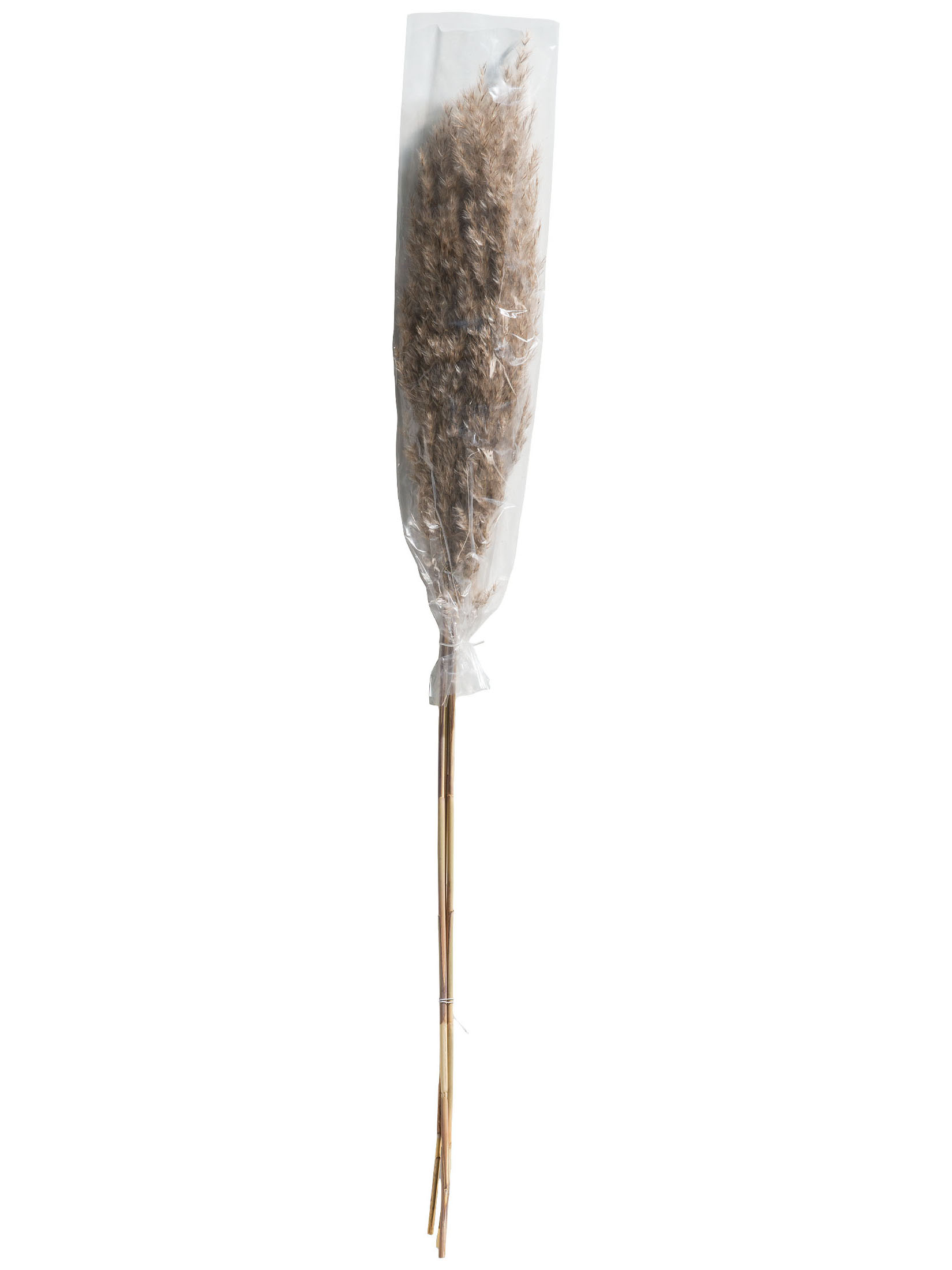 Pampasgrasbündel 3er Trockenblume, Natur