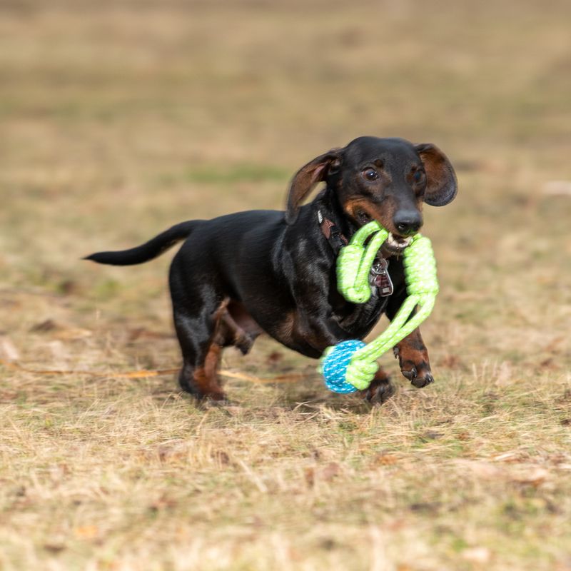 Hundespielzeug Limoen Seil & Ball zu TOP-Preisen