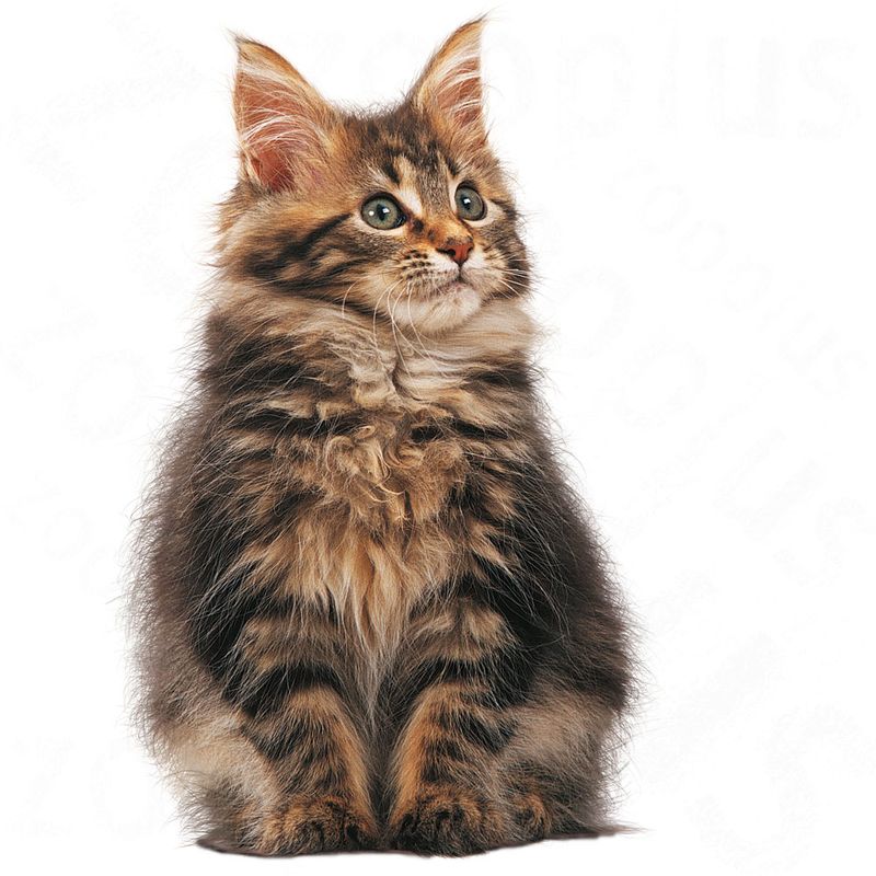 Royal Canin Maine Coon Kitten zu TOP-Preisen