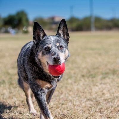 KONG Snack-Ball mit Loch