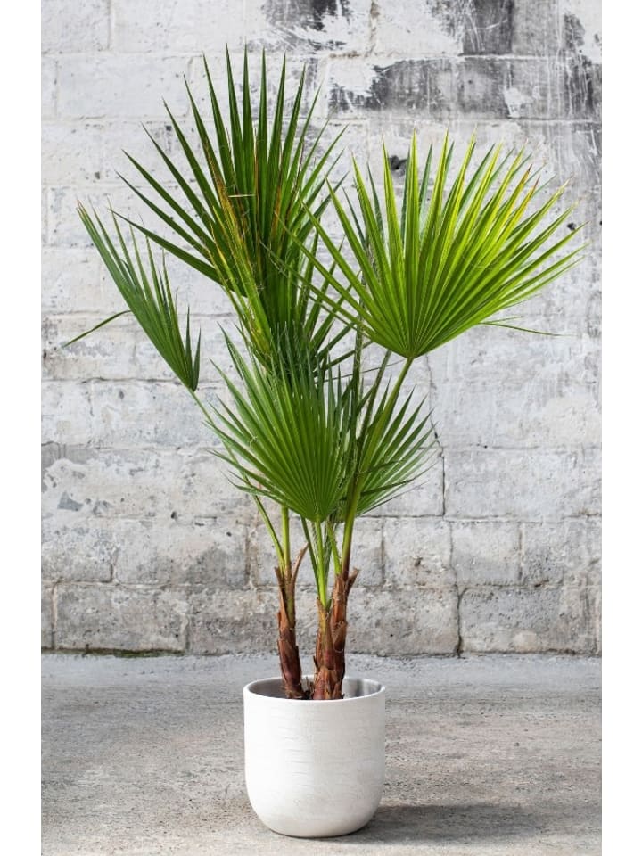 OH2 2er-Set: Washingtonia robusta Groß in Grün günstig kaufen onesize