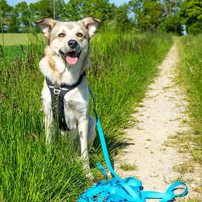 Pawz & Pepper Schleppleine Strong, blau