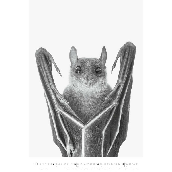 ANIMALS 2024 - FOTO-KALENDER - POSTER-KALENDER - Kalender