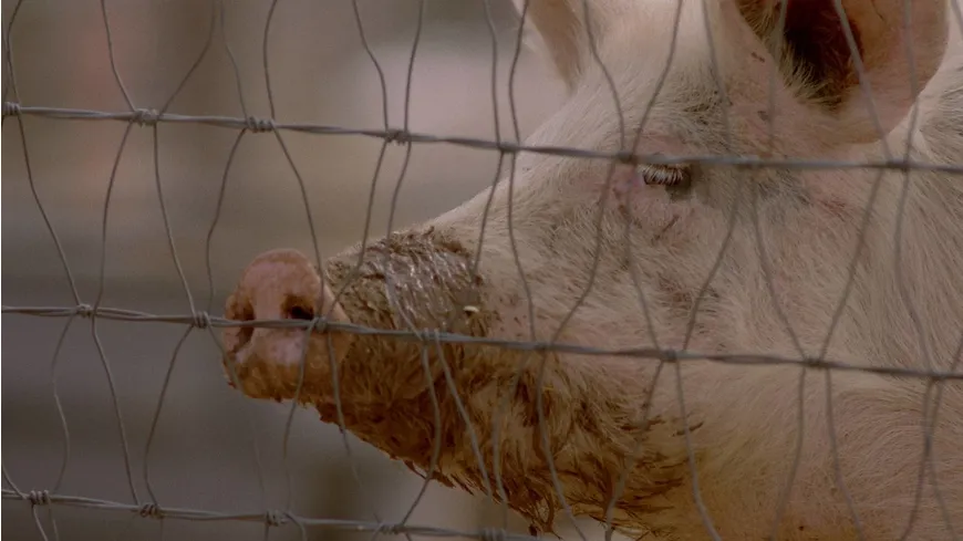 Squealer - The Serial Killer