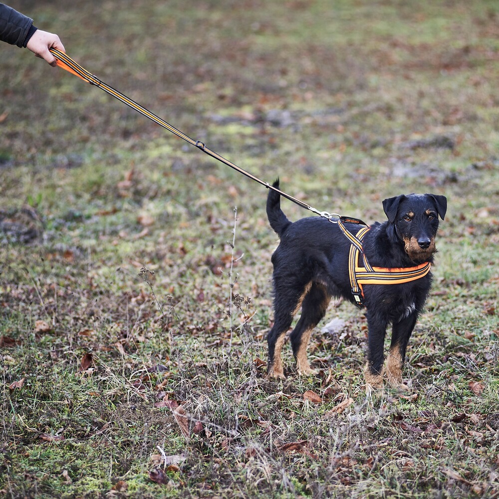 Heim Hundegeschirr Signal