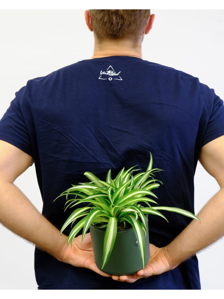OH2 4er-Set:  Wartungsarme Zimmerpflanzen in Grün günstig kaufen onesize
