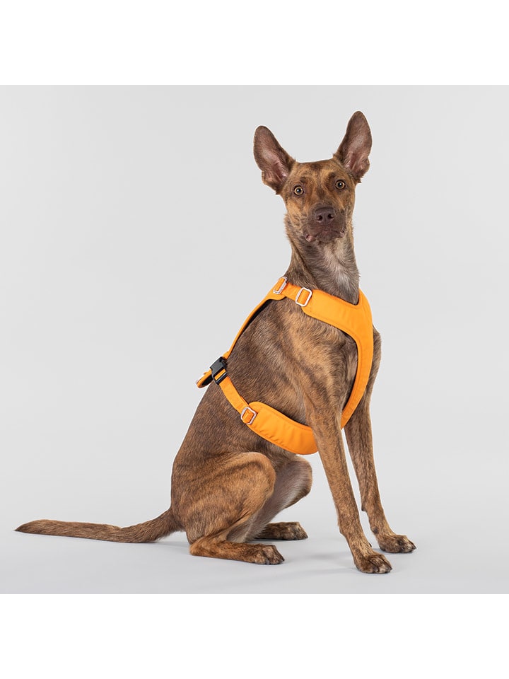 Paikka Hundegeschirr in Orange günstig kaufen