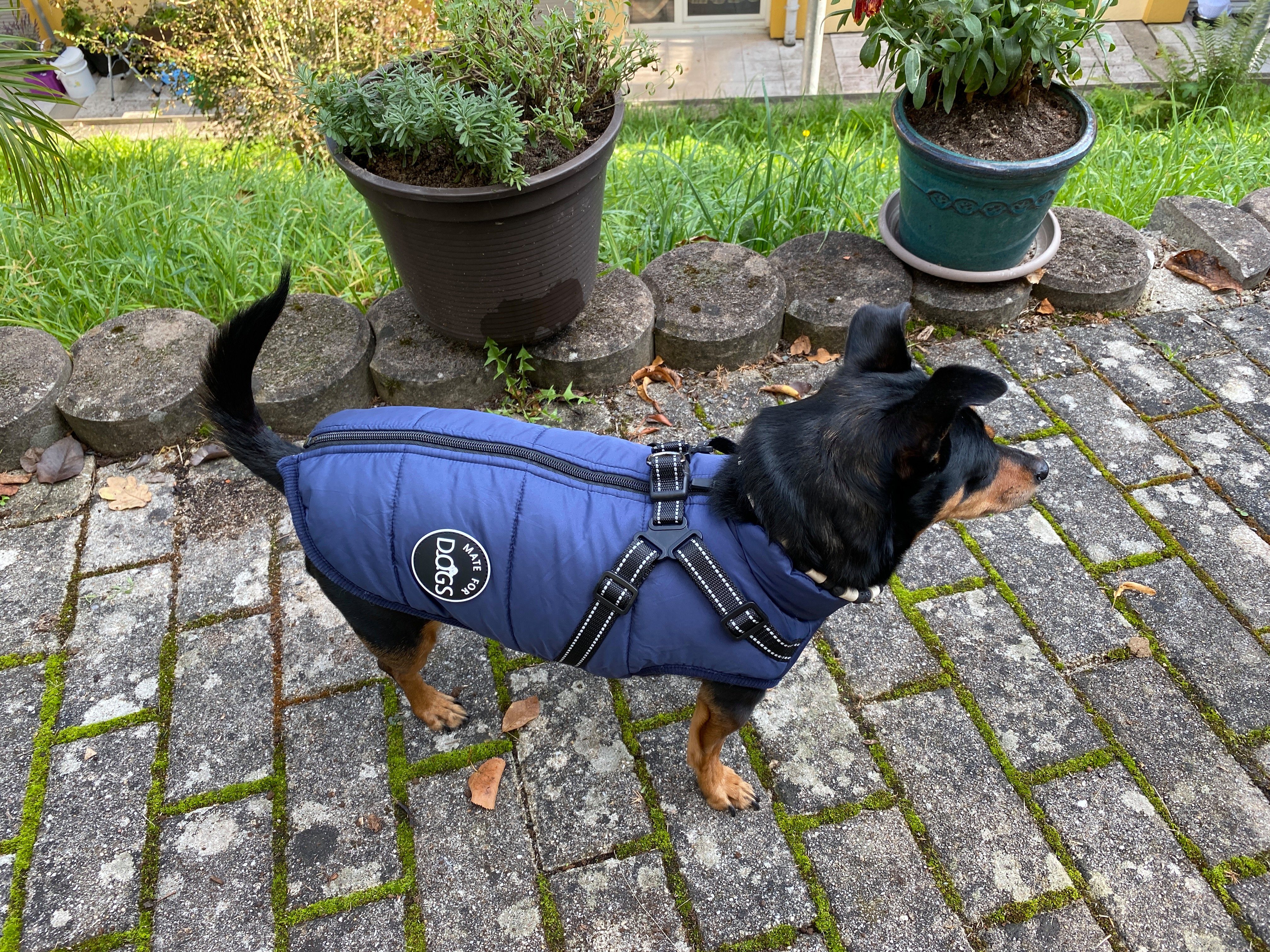 Mate for dogs Hundemantel Hundejacke Haustier Weste mit Brustgeschirr Gurt gefüttert, in verschiedenen Größen