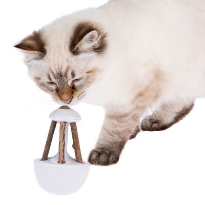 Katzenspielzeug Rocky