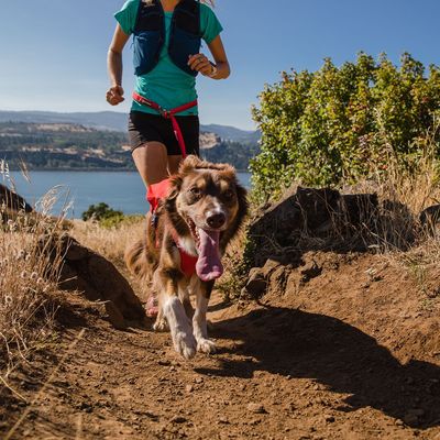 Ruffwear Switchbak Harness, Red Sumac