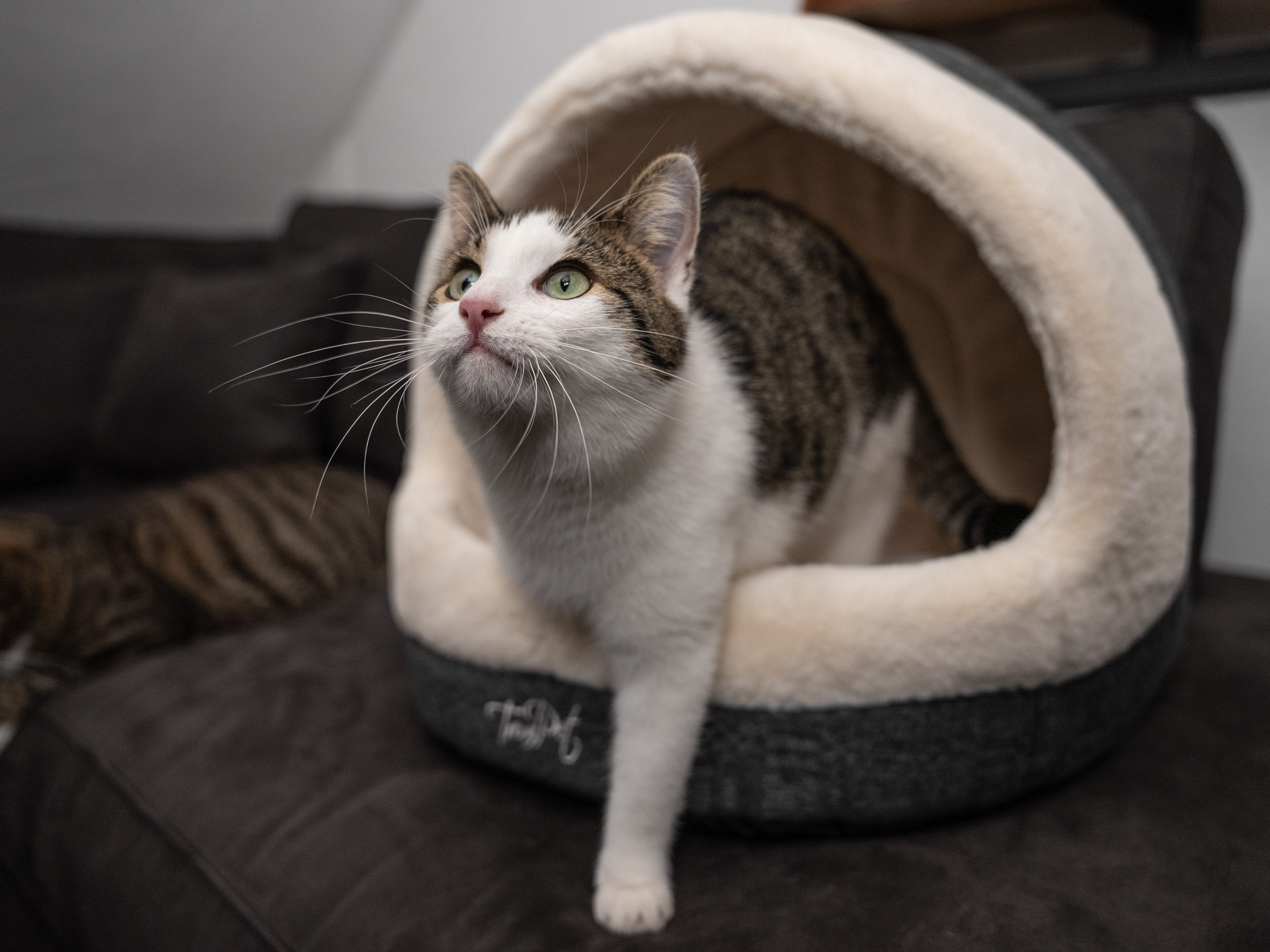 TrendPet Hundebetten TrendPet LunaHome Kuschelhöhle beige S