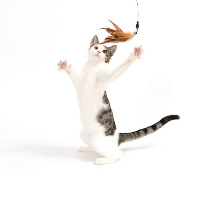 Katzenangel 3 in 1 XXL