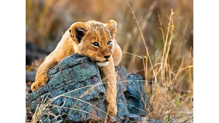 Ravensburger Puzzle - Kleiner Löwe - 200 Teile Puzzle für Kinder ab 8 Jahren