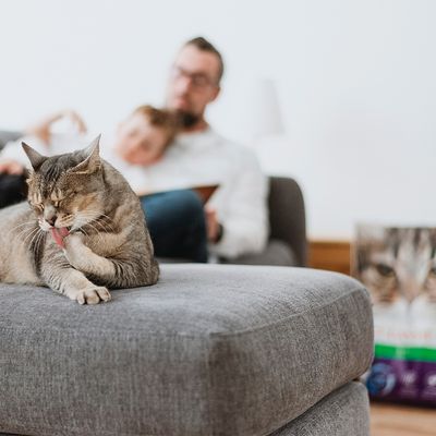 Intersand Classic Katzenstreu Pinienwald