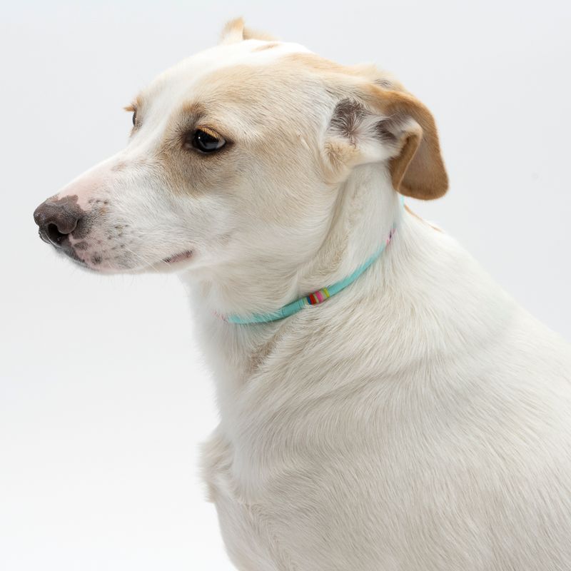 TIAKI Halskette für Hunde zu TOP-Preisen