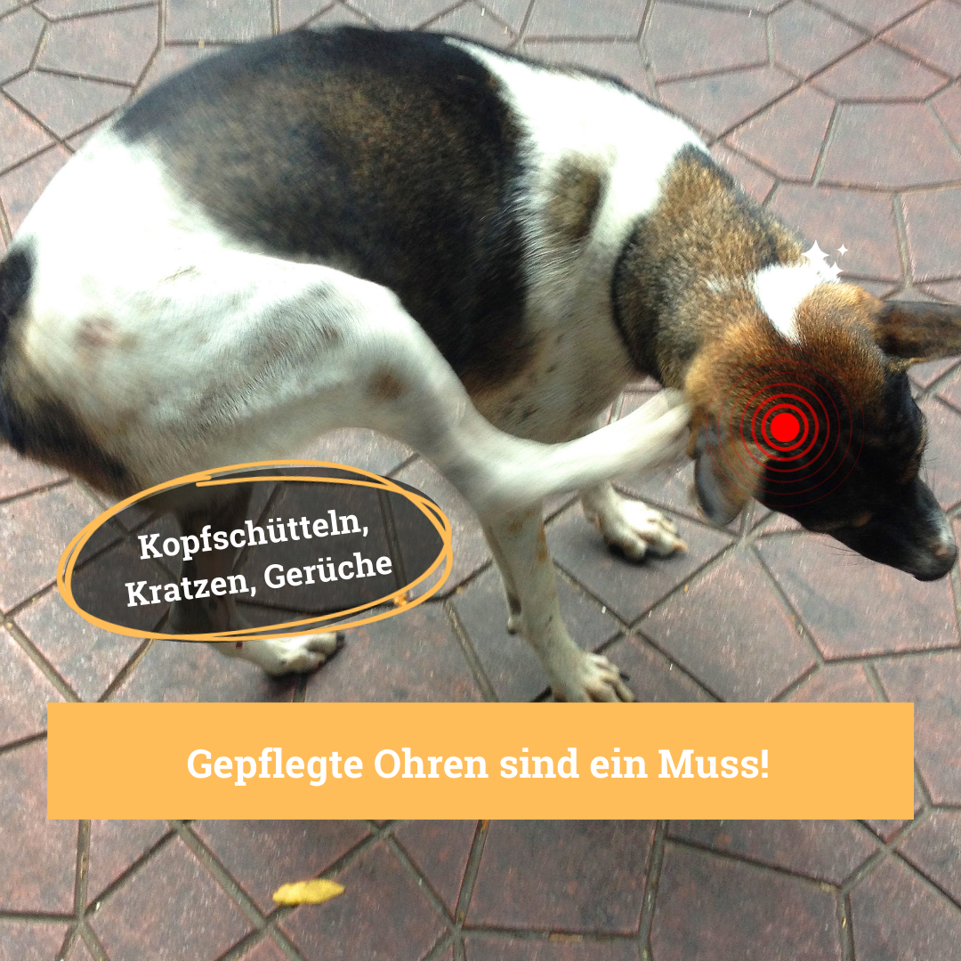 BeG Buddy Augen- & Ohrenpflege BeG Buddy Ohrreiniger für Hunde & Katzen, Jucken Verschmutzung , Ohrenpflege