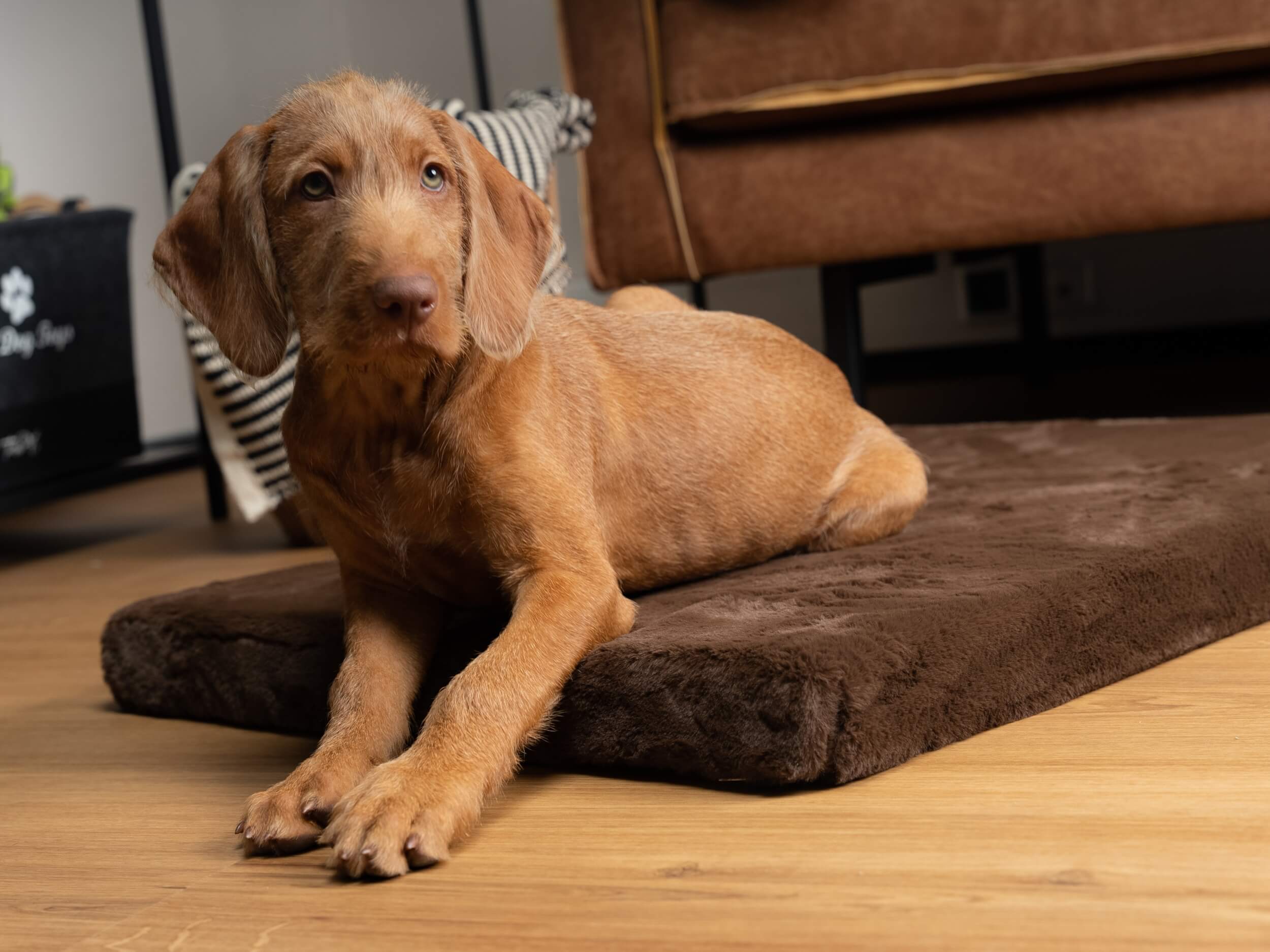 TrendPet Hundematten TrendPet VitaMedog orthopädische 5 cm Matratze braun M