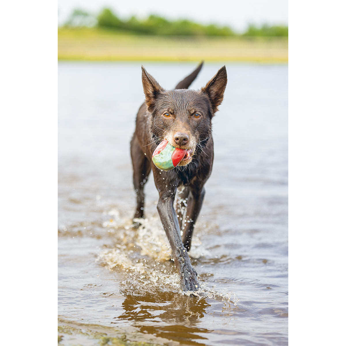 Beeztees Hundespielzeug Splashball 3 Stück kaufen bei ZooRoyal