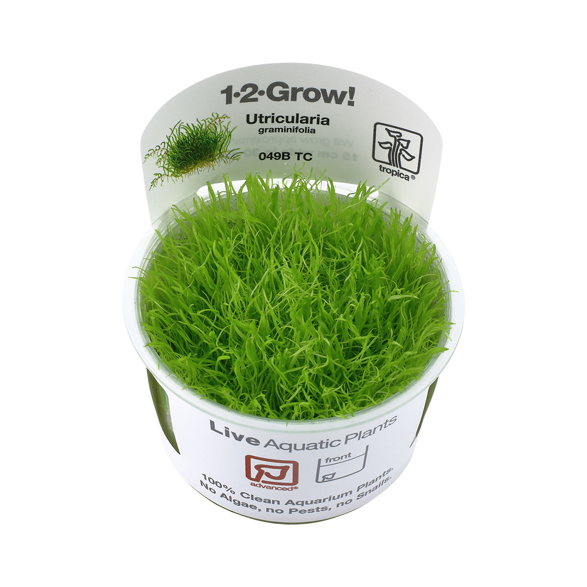 Tropica Aquariumpflanze Utricularia graminifolia