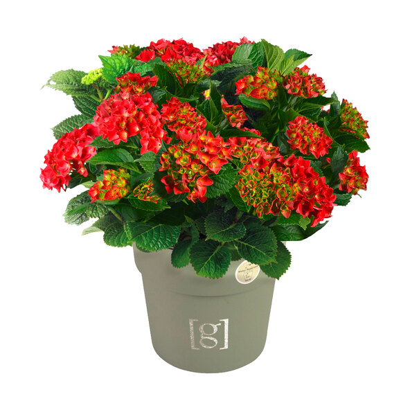Bauernhortensie King Size Rot
