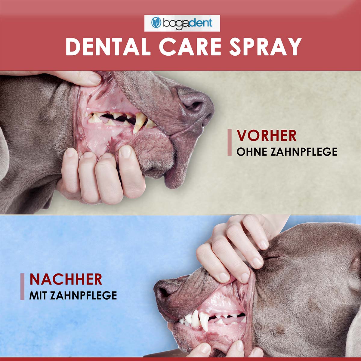 bogadent Zahnpflege-Spray Hund 50 ml günstig kaufen bei ZooRoyal