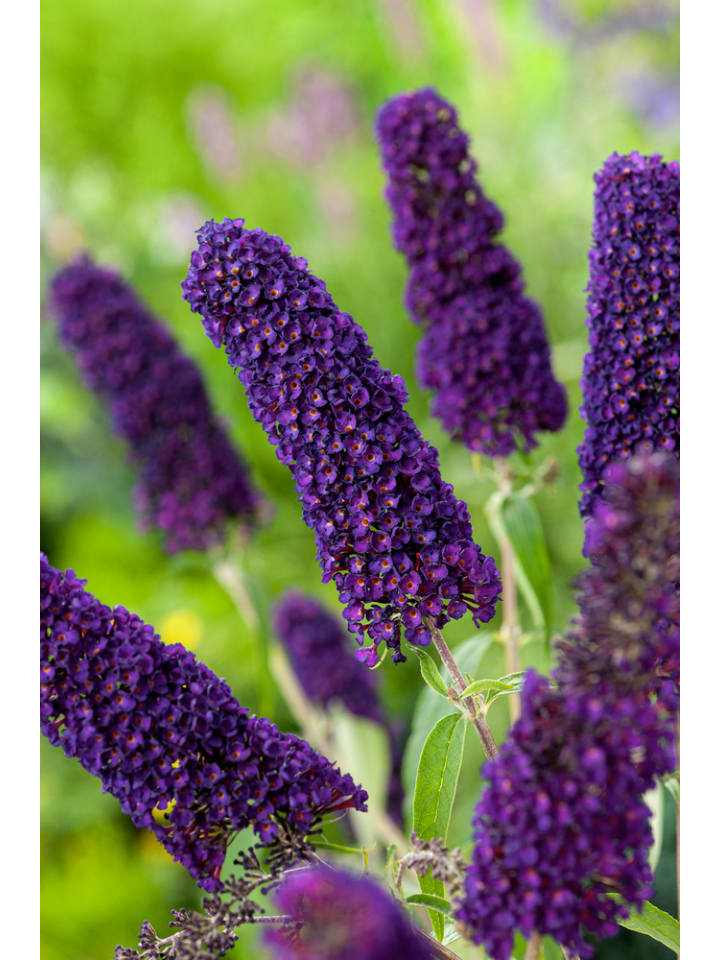 OH2 3er-Set: Schmetterlingspflanzen Davidii in Schwarz/Violett günstig kaufen onesize