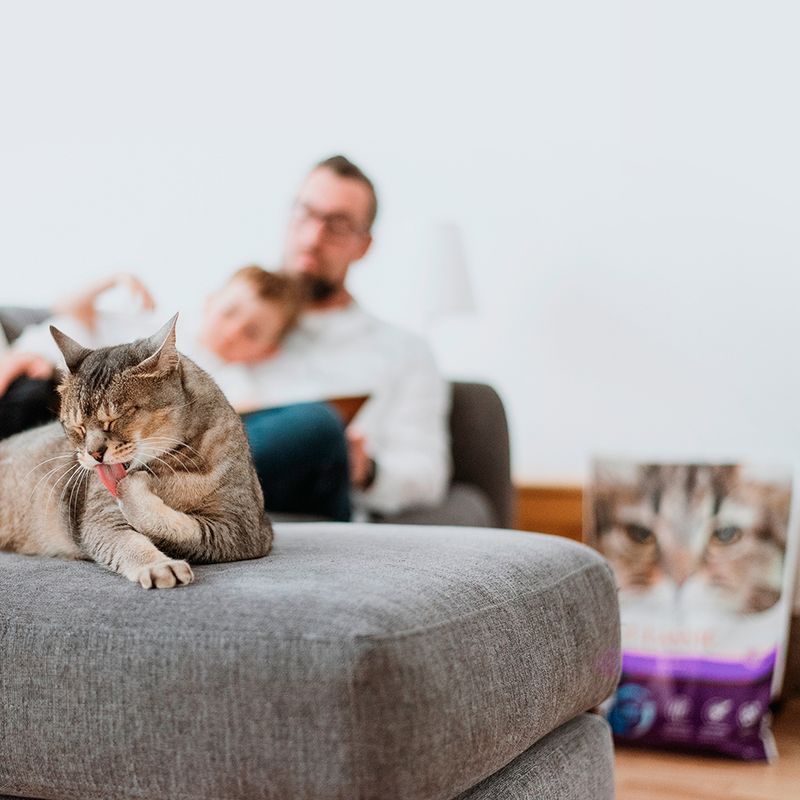 Intersand Classic Katzenstreu mit Lavendelduft