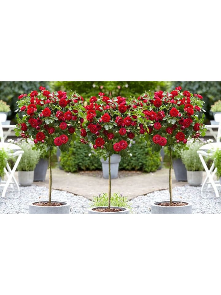 OH2 3er-Set: XXL Großblütige Stielrosen in Rot günstig kaufen onesize