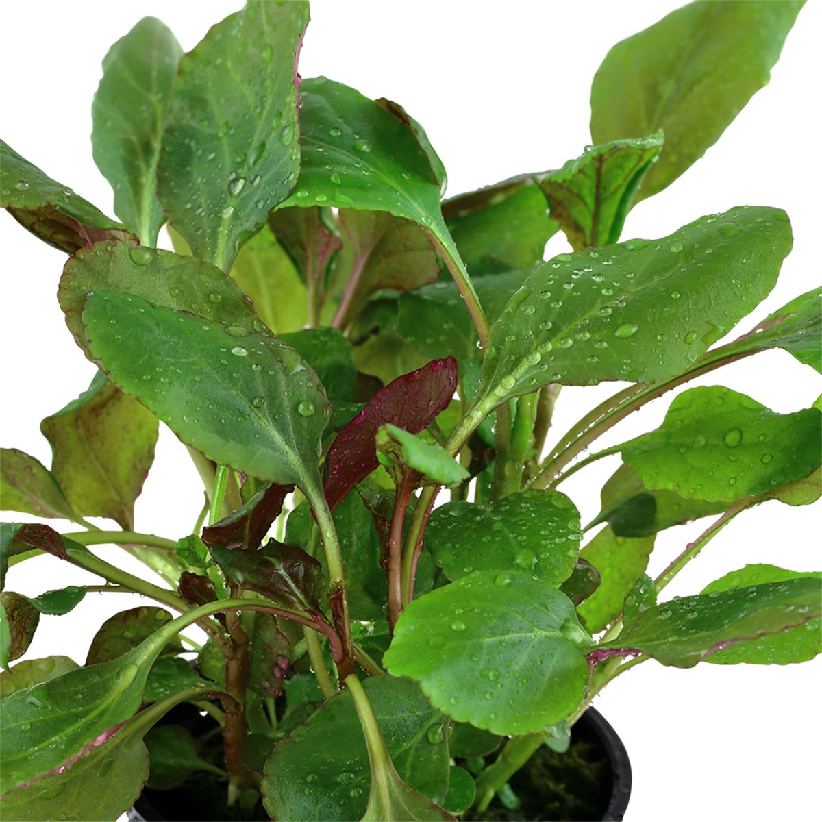 Tropica Aquariumpflanze Lobelia cardinalis kaufen